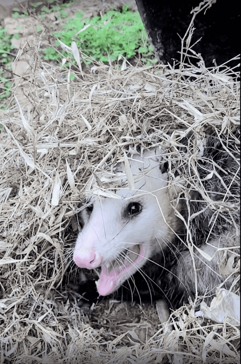 Opossums: Nature's Forgetful Survivors