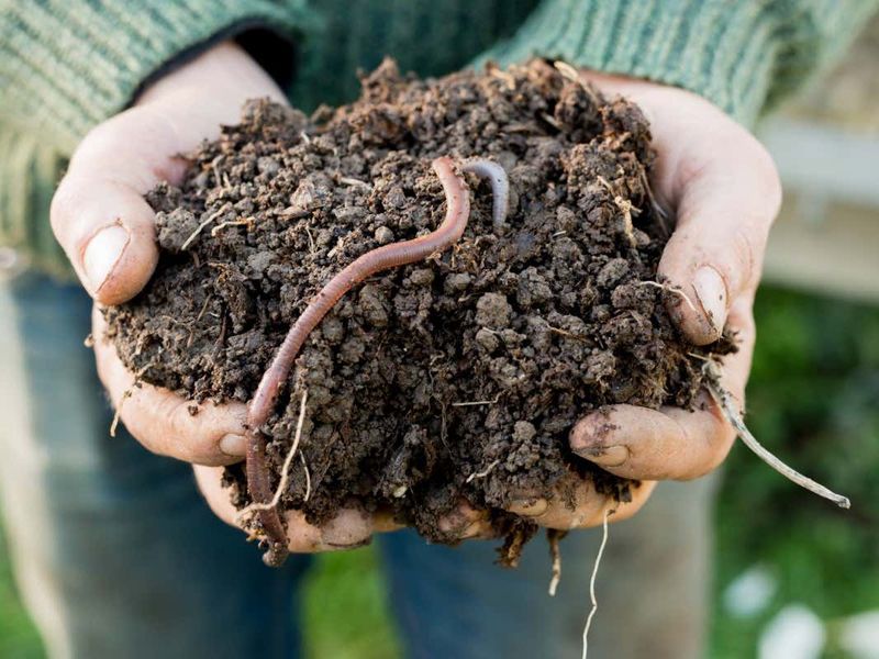 Wiggling Past Disgust: Earthworms