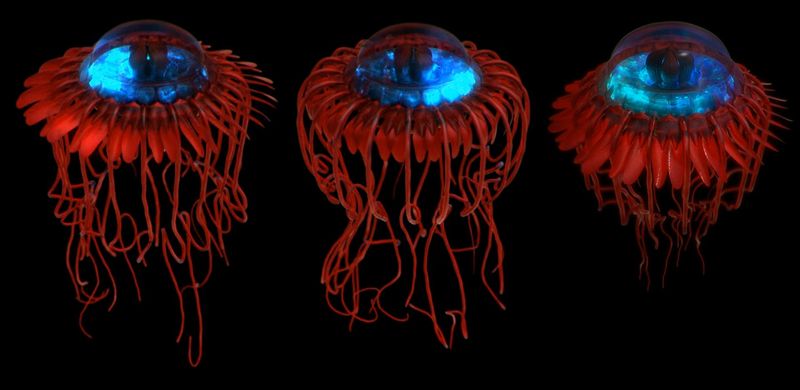 Atolla Jellyfish – The Burglar Alarm Of The Deep