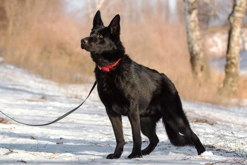 Black German Shepherd