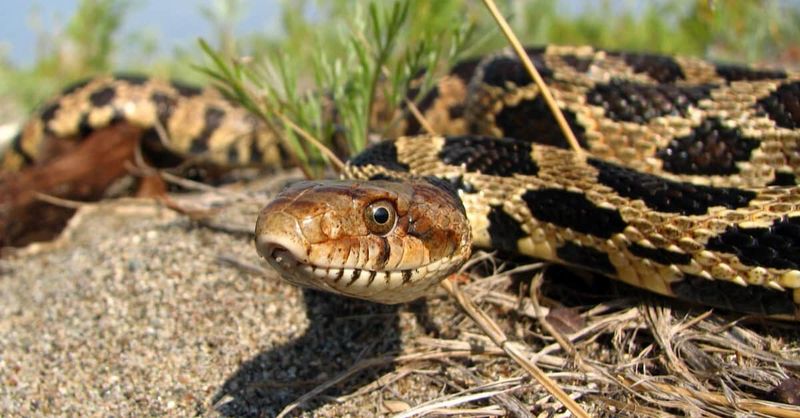 Woodland Climber: Western Fox Snake