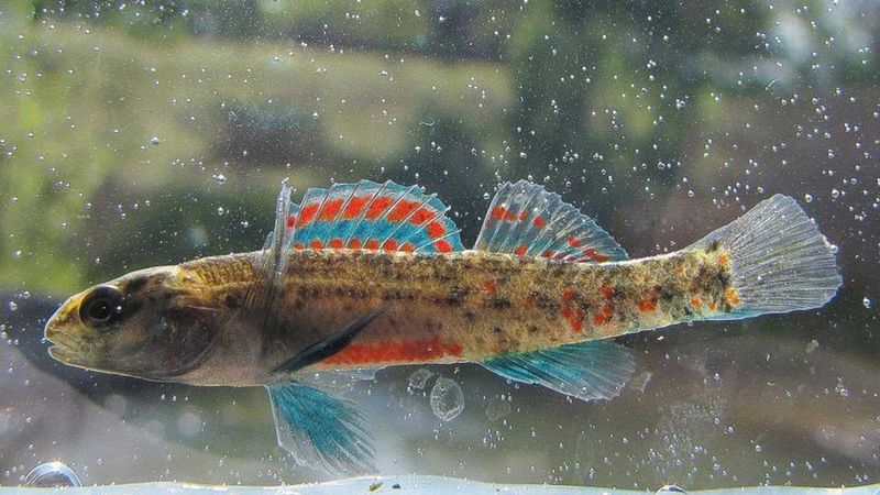 Watercress Darter