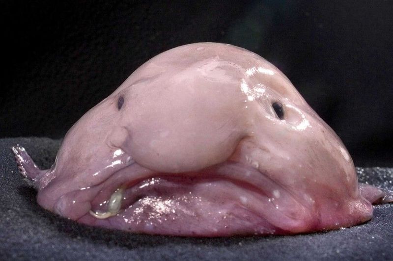 Blobfish: Gelatinous Passivity