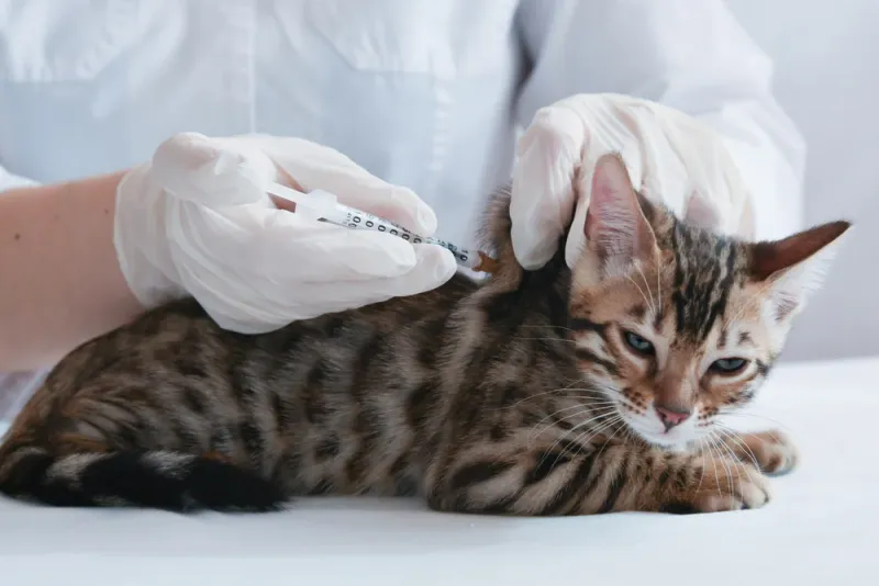 Feline Leukemia Virus (FeLV)