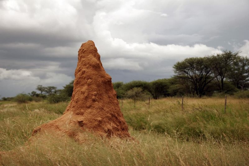 Termites: Architects Of The Underground