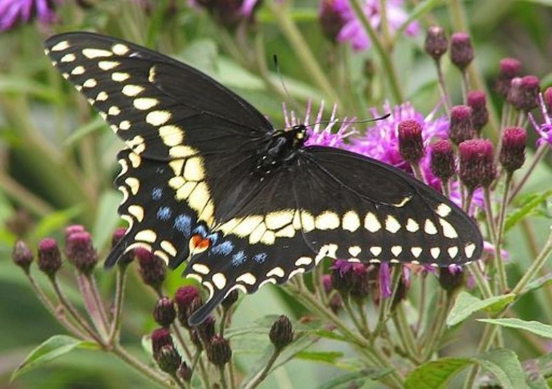 Wing Shape Tells Stories