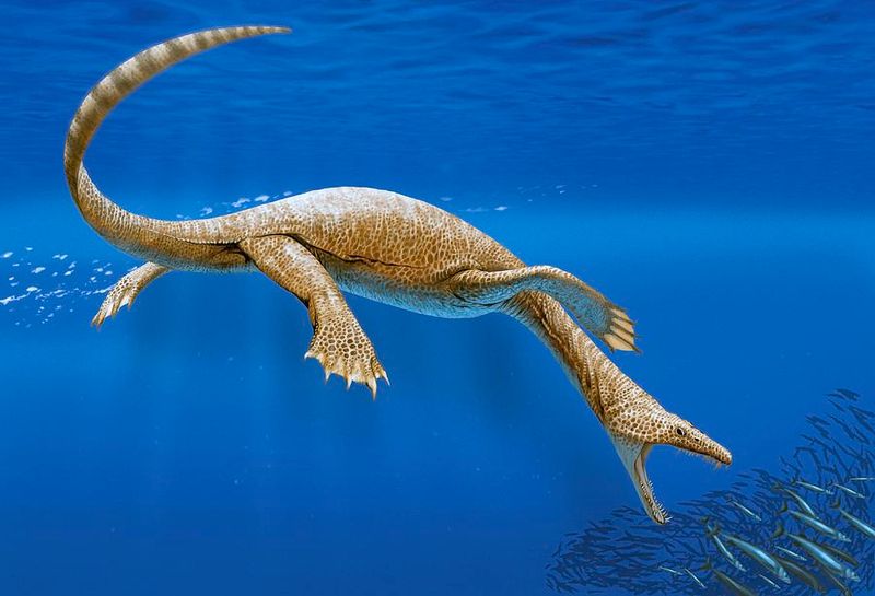 Humpbacked Sea Dragon