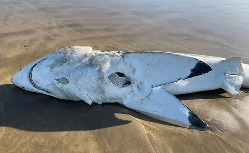 Targeting Shark Livers With Surgical Precision