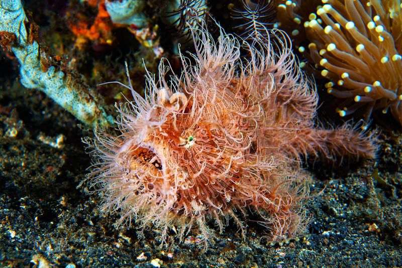 Walking Wonders: Frogfish