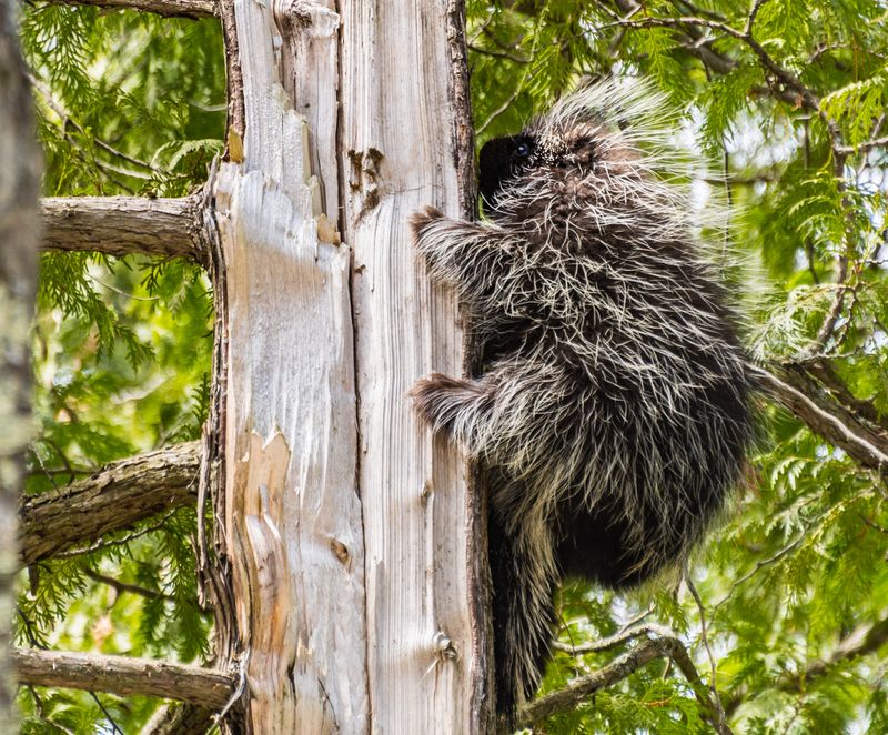 Tree-Climbing Masters