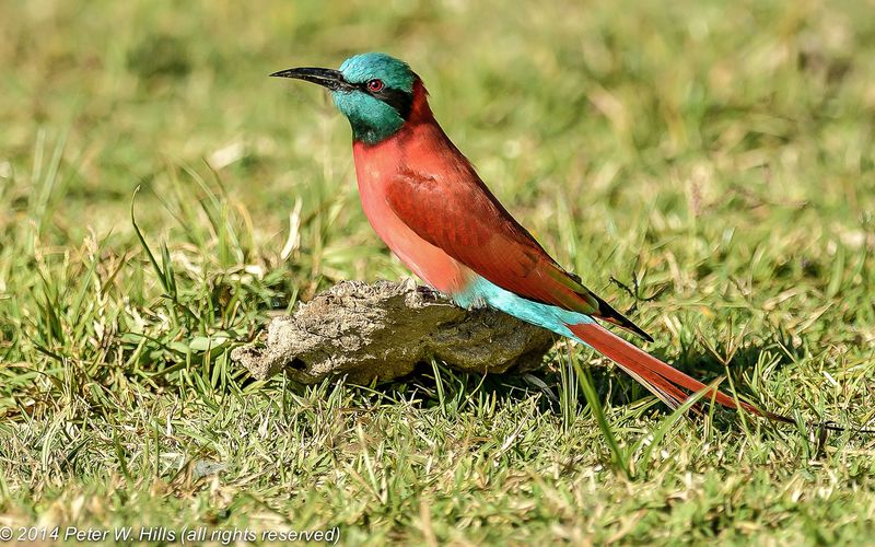 Scarlet Sky Dancer: Northern Carmine Bee-Eater