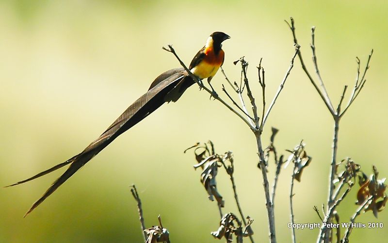 Velvet Acrobat: Paradise Whydah