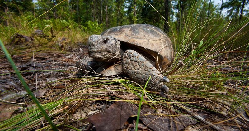 Georgia – Gopher Tortoise