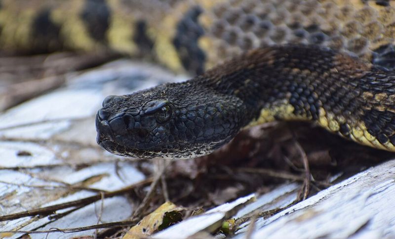 The Alabama Ambusher
