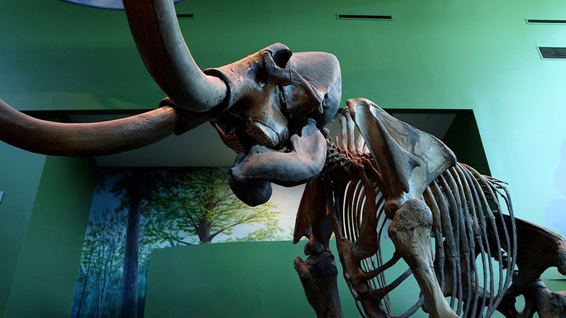 How Florida's Environment Shaped These Giants