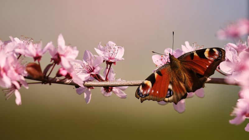 Japanese Cherry Blossom Groves