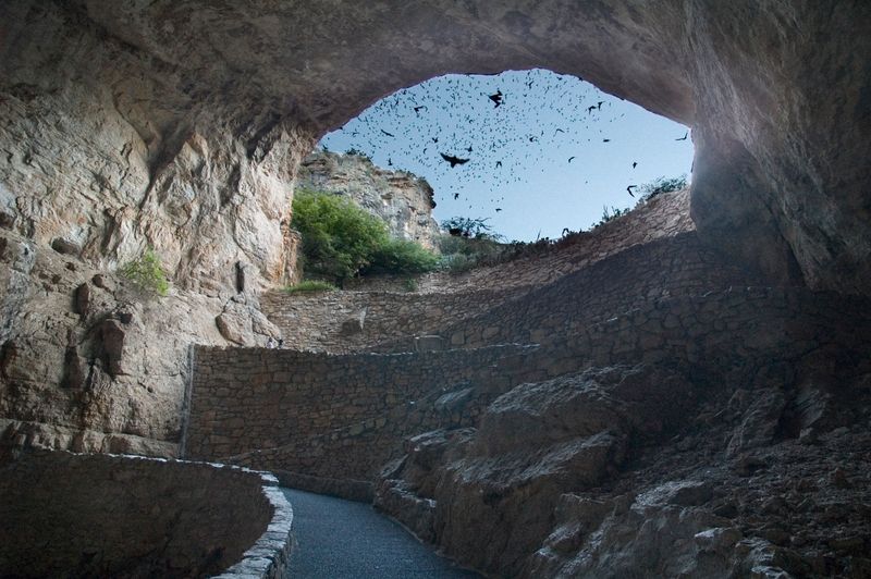 New Mexico's Desert Dwellers