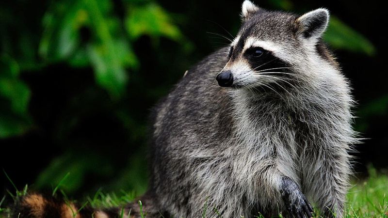 Georgia's Backyard Wildlife