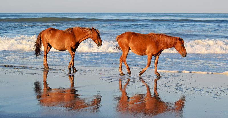 Wild Horses Of The Outer Banks