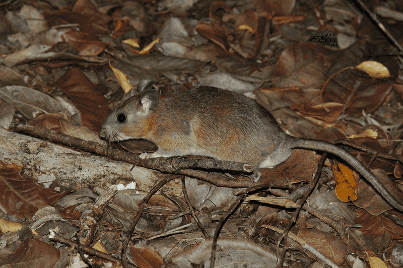 Key Largo Woodrat: The Architectural Rodent