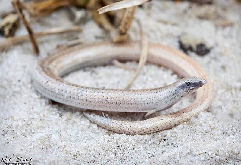Florida Sand Skink: The Swimming Lizard Of Soil