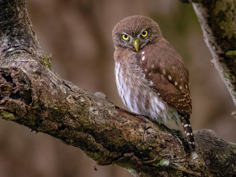 Ferruginous Pygmy Owl