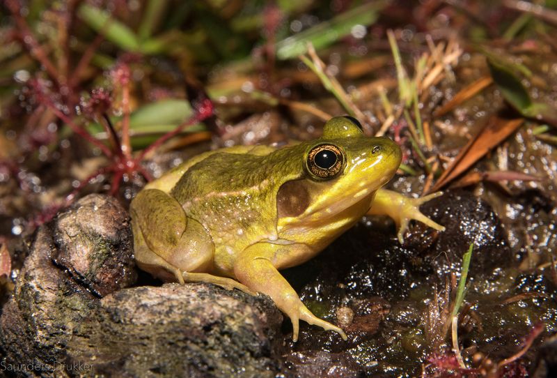 Florida Bog Frog: The Panhandle Mystery