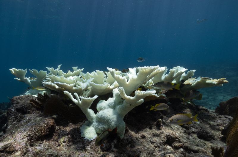 The Threats Facing Marine Life In The Florida Keys