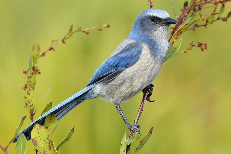 Florida Scrub-Jay: The State's Only Endemic Bird