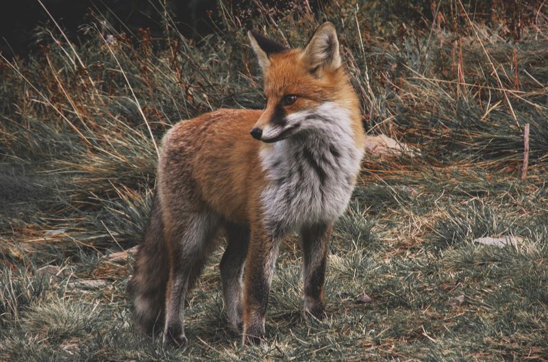 Sierra Nevada Red Fox
