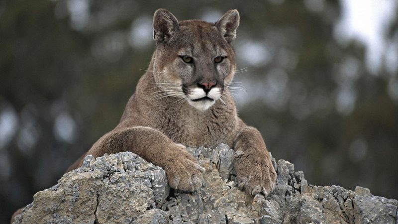 Olympic National Park's Mountain Lion Meadows