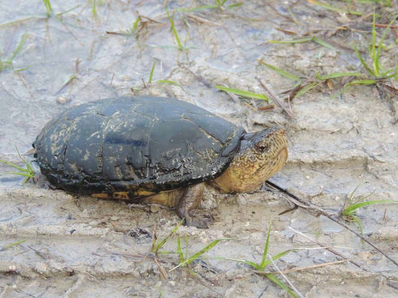 Florida Mud Turtle: The Wetland Wanderer