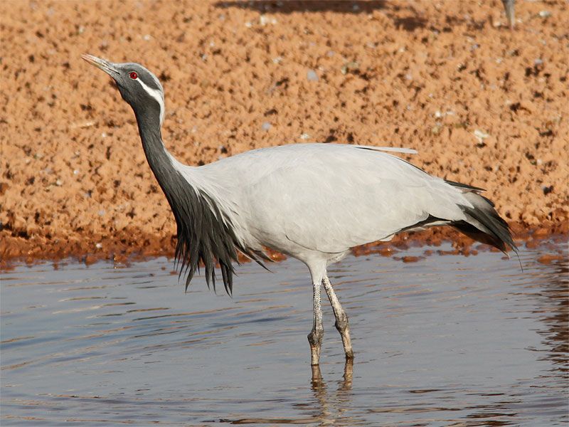 Great Crane