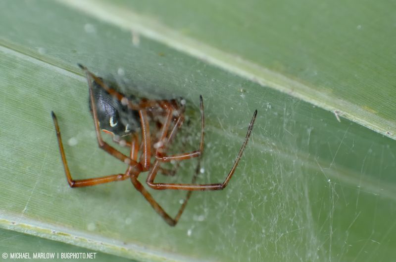 Red Widow Spider: The Secretive Sand Dweller