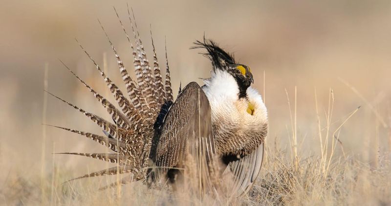 Gunnison Sage-Grouse
