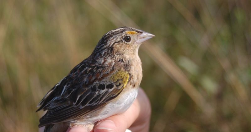 Florida Grasshopper Sparrow: The Vanishing Voice