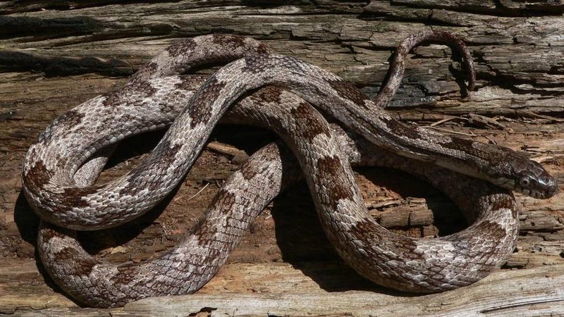 Georgia: Southern Hospitality Extends To Serpents