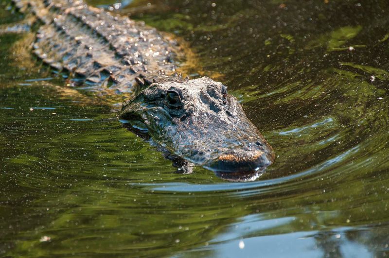 Louisiana: Bayou Country's Toothy Residents