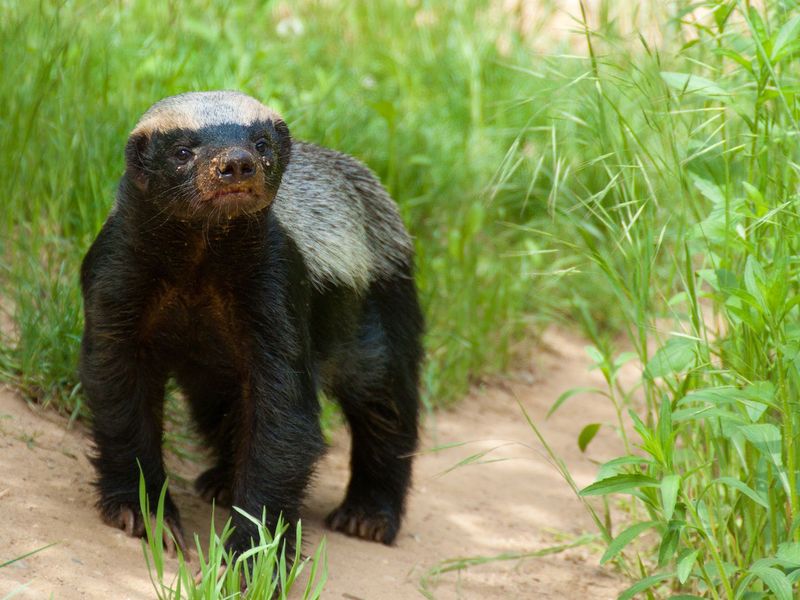 No Honey Badgers Roam Florida's Wildlands