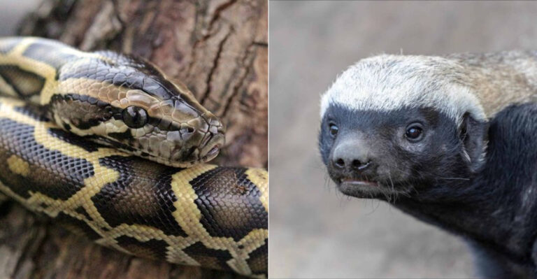 Florida's Boldest Solution: Who Wins - Honey Badgers Or Pythons?