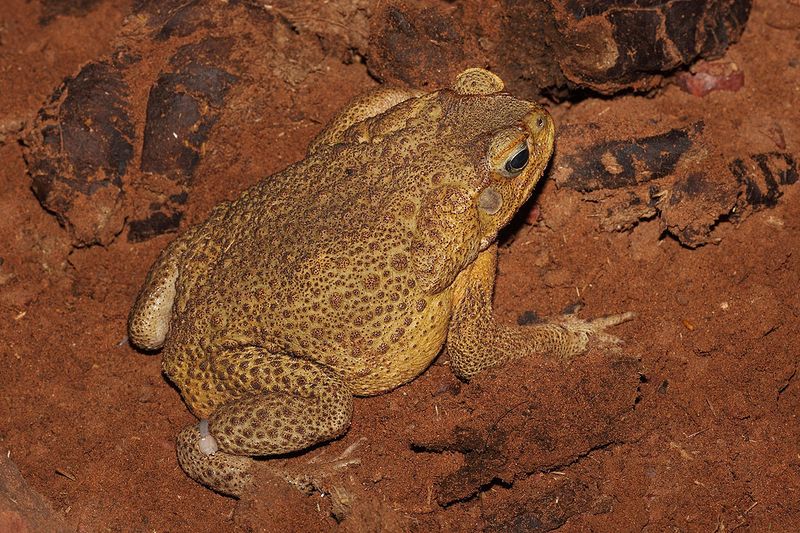 Cane Toads And Lionfish Serve As Harsh Lessons