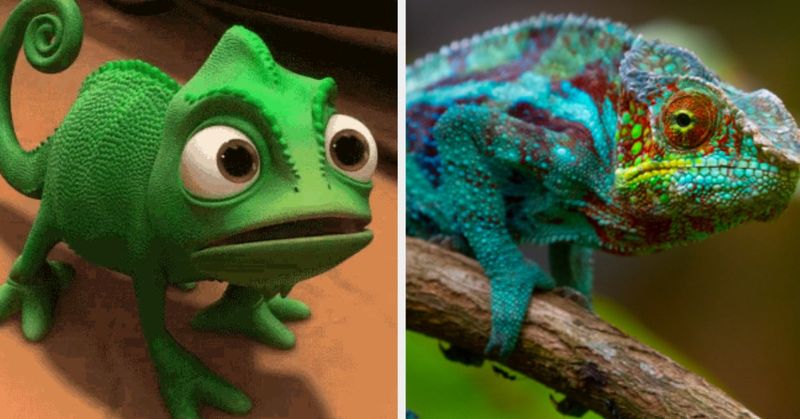 Pascal's Color-Changing Companion