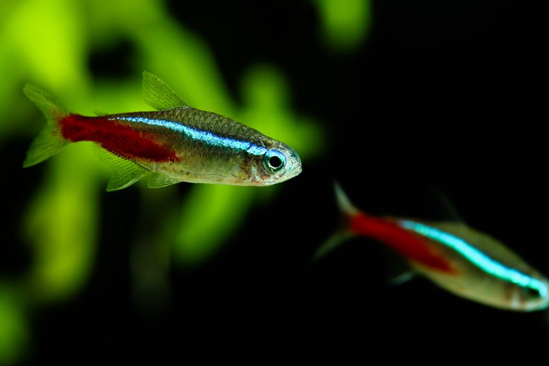 Neon Tetra: Bright But Brief
