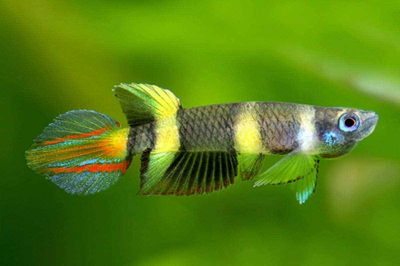 Clown Killifish