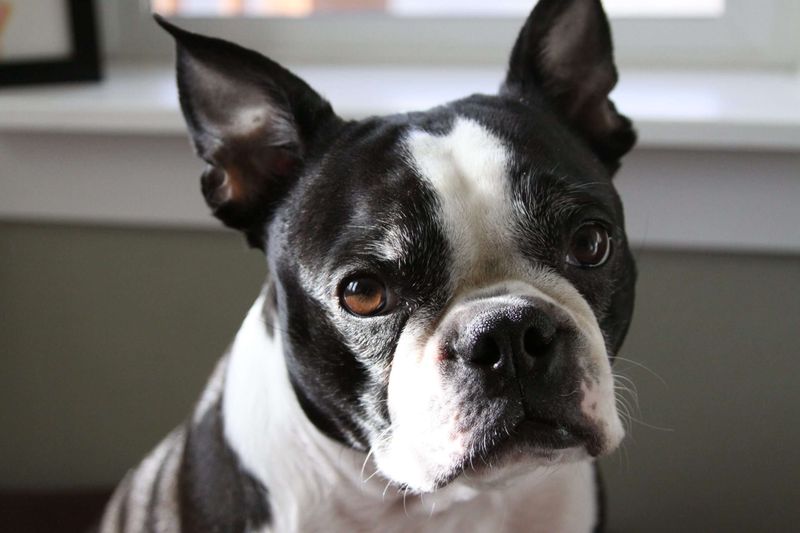 Loyal Boston Terriers