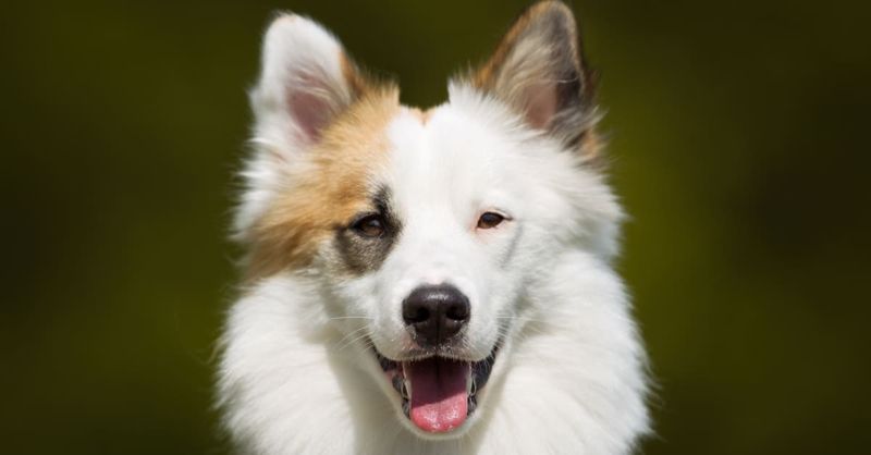 Fox-Like Facial Features