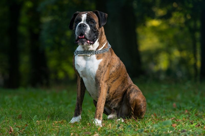 Loyalty Incarnate: Boxers