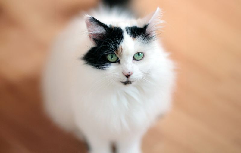 Spirited Turkish Van