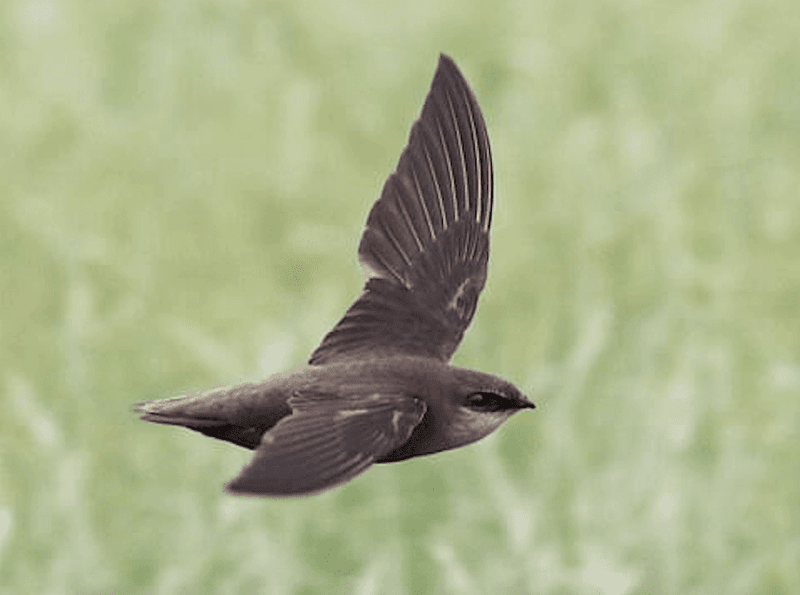Chimney Swifts: Urban Mosquito Controllers