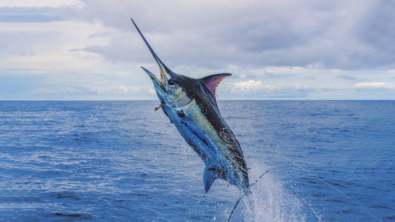 Atlantic Blue Marlin